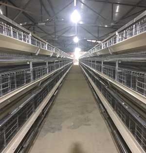 H Type Broiler Chicken Cage