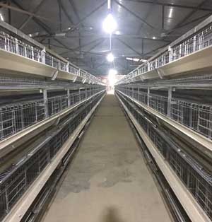  H Type Broiler Chicken Cage	