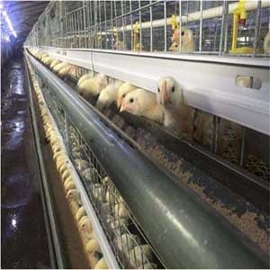  A Type Chicken Brooding Cage	